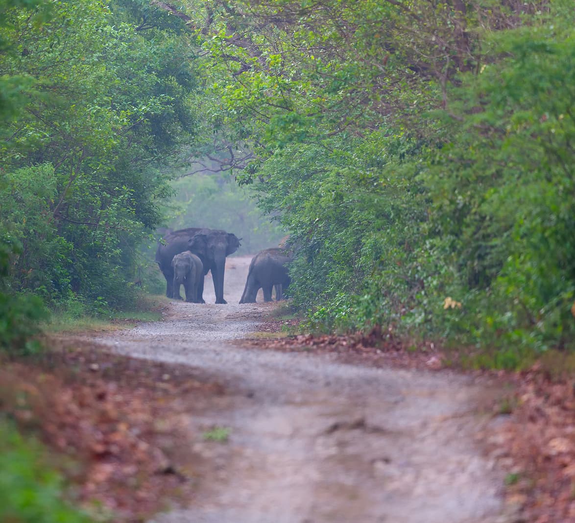 When Elephants Rage