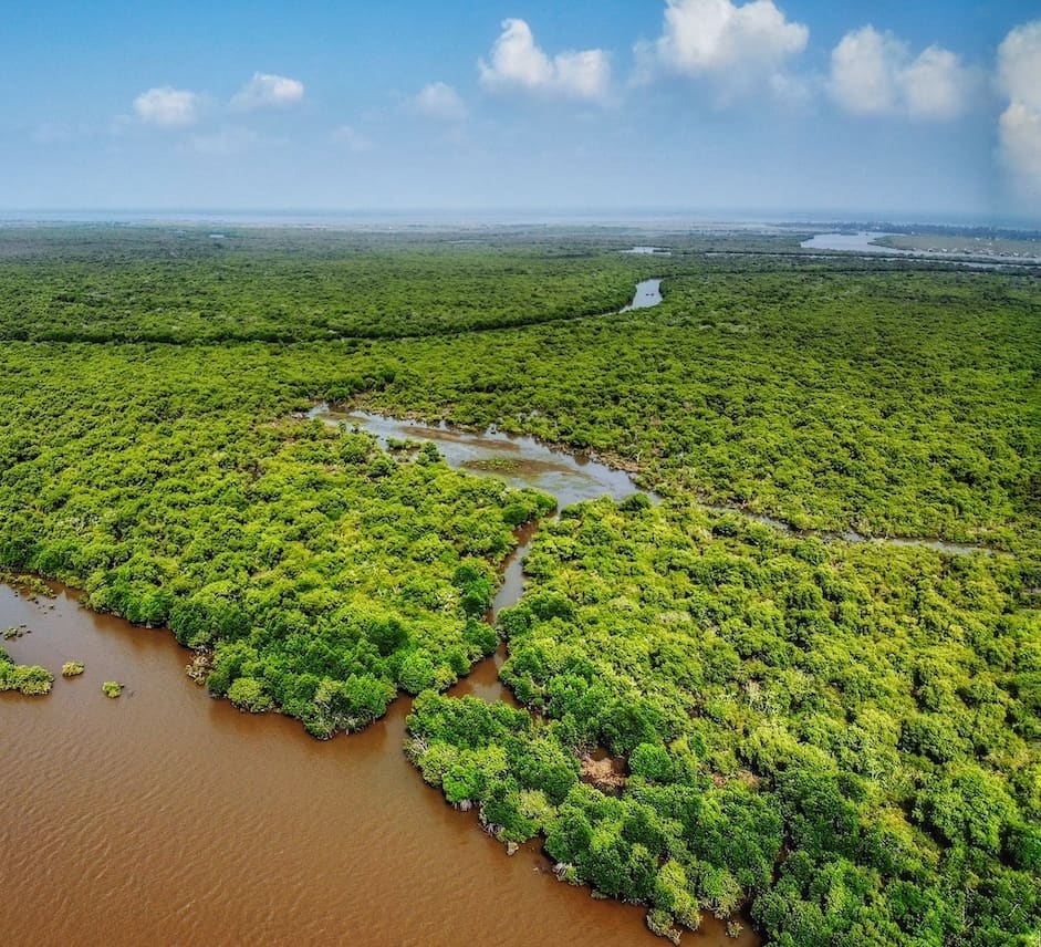 Mangroves: The Coastal Superheroes