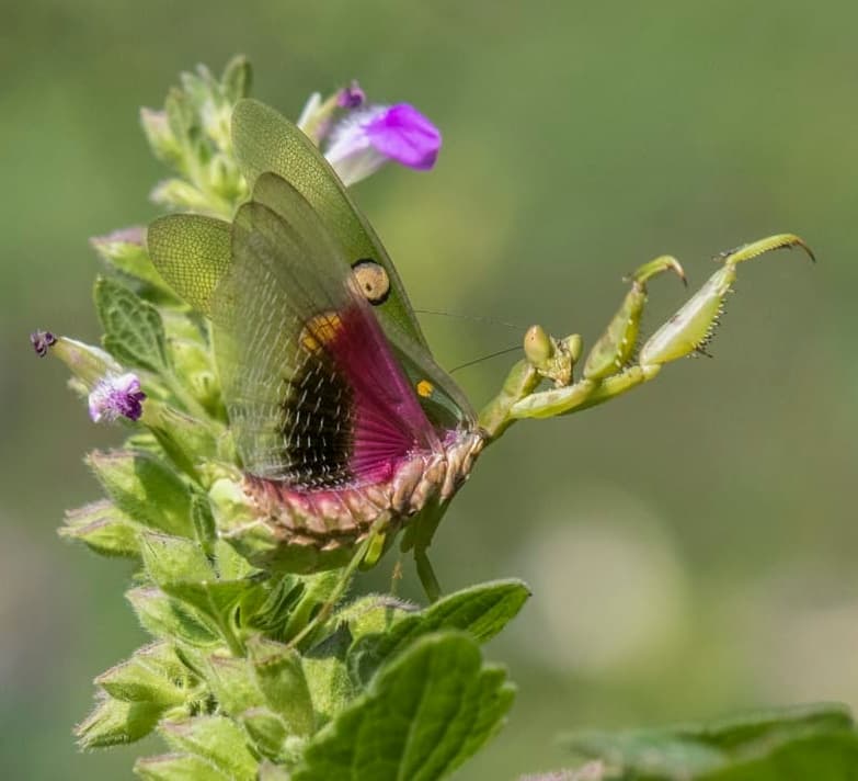 Out of Favour: Prayer for a Mantis