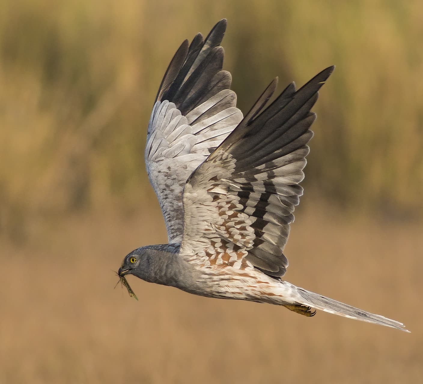 Montagu’s Harrier: Prowlers on the Grassland