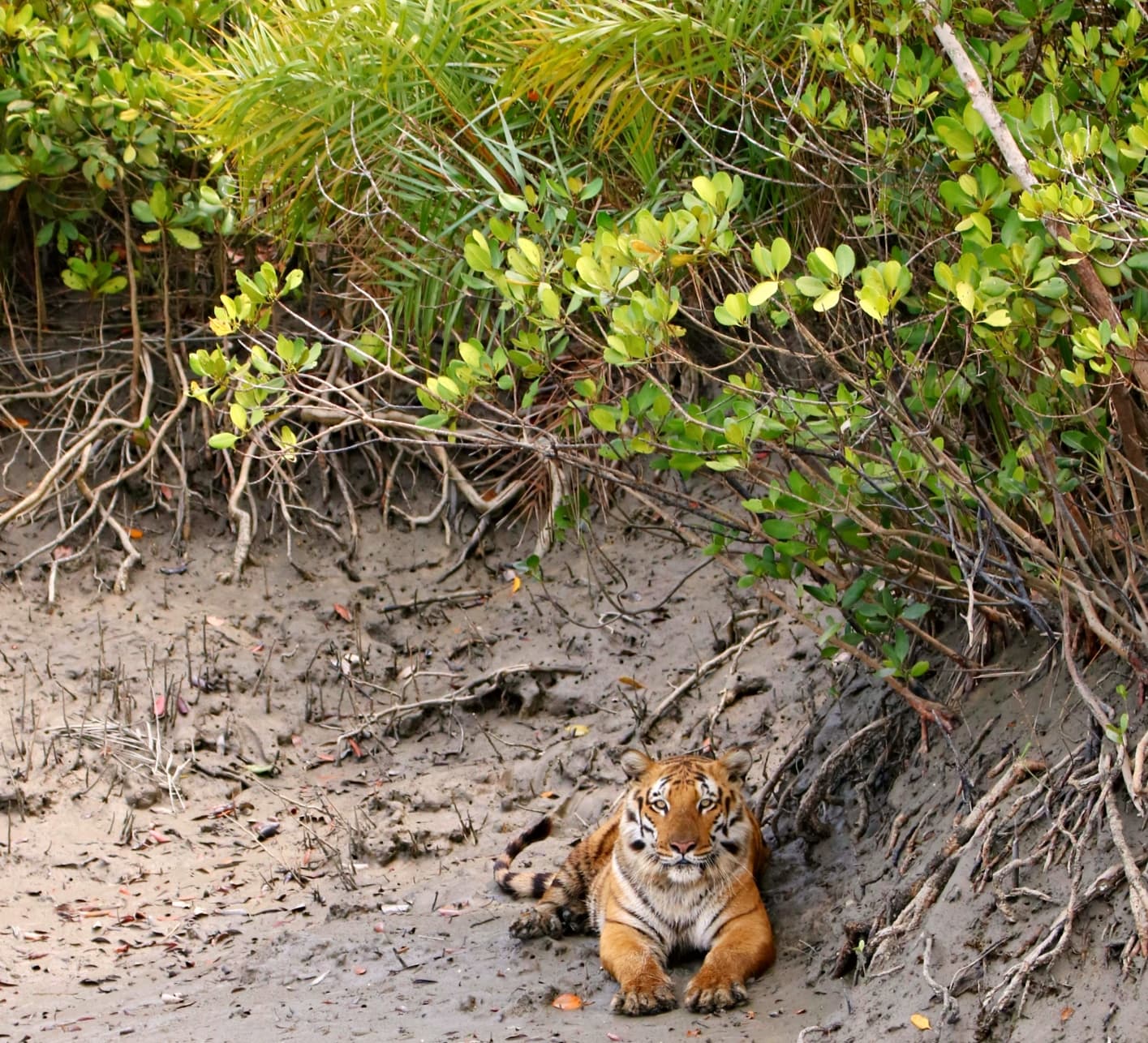 Sundarban Tourism