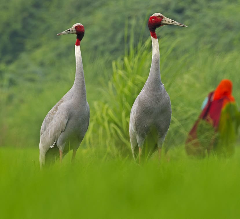 A Lifetime of Love: The Romance of the Sarus Cranes