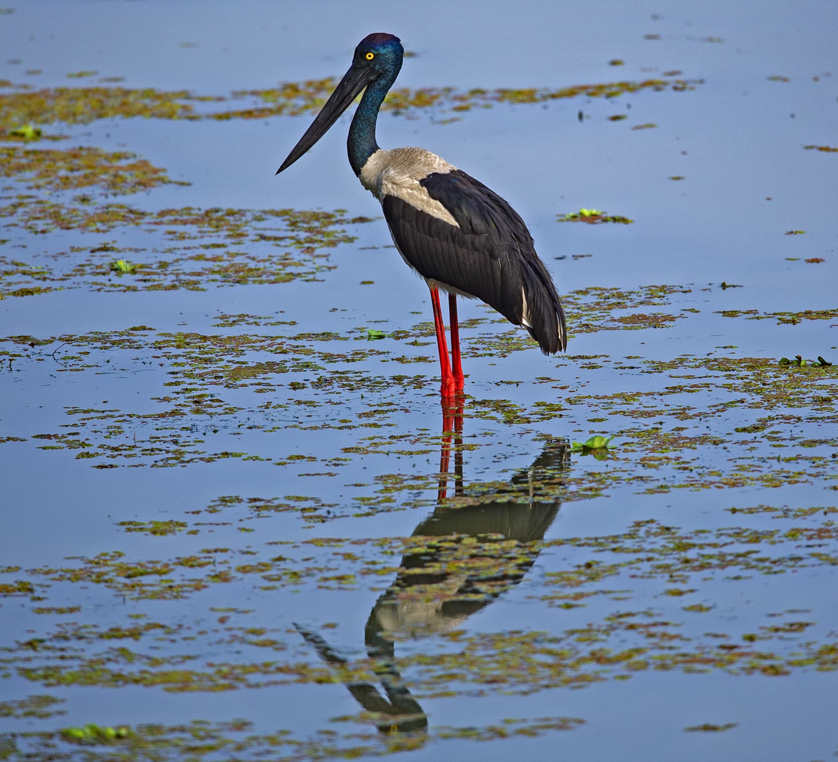 Black-necked Stork in the Eye of the Marsh