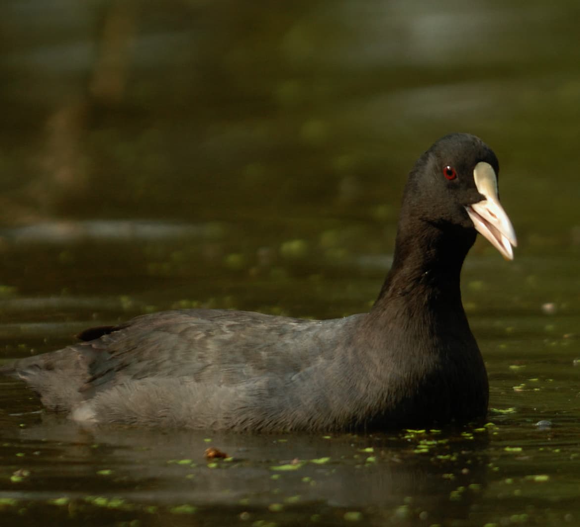 A Tux and a Dance: A Day in the Life of the Common Coot