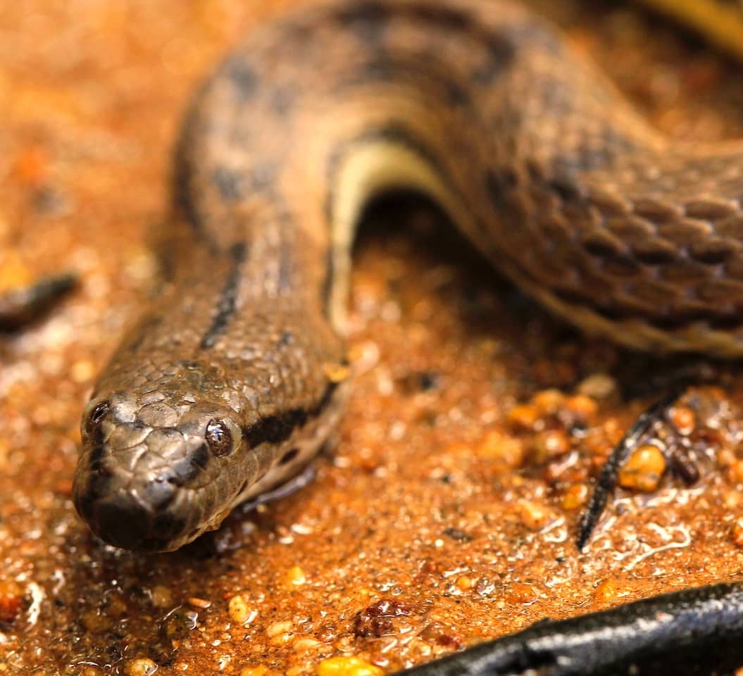 Dog-faced Water Snake: Sludge and Salt in the Intertidal Zone