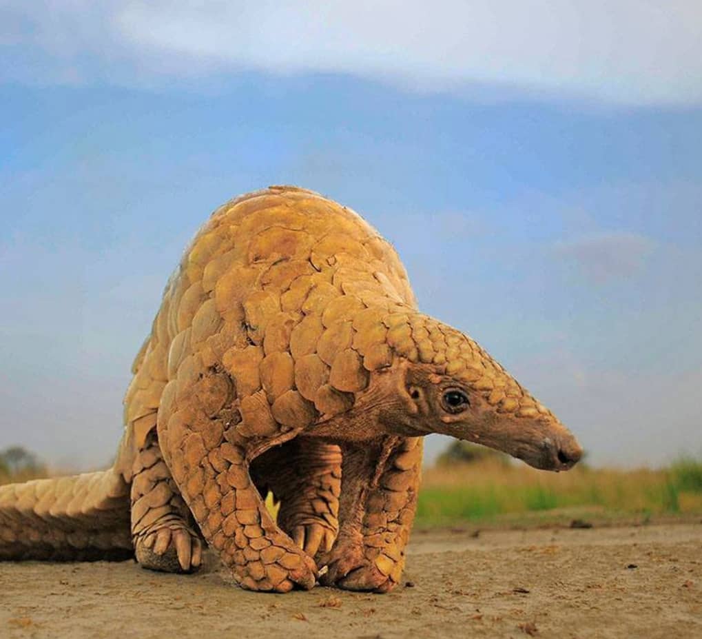 Illicit Pangolin Trade Has Pushed It To The Brink Of Extinction Roundglass Sustain