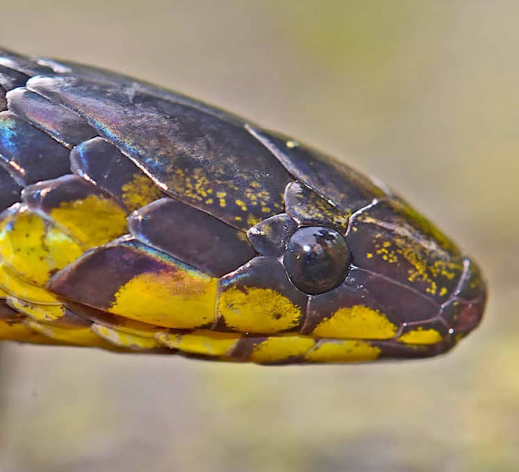 Anamalai Wood Snake Found in Western Ghats RoundGlass Sustain