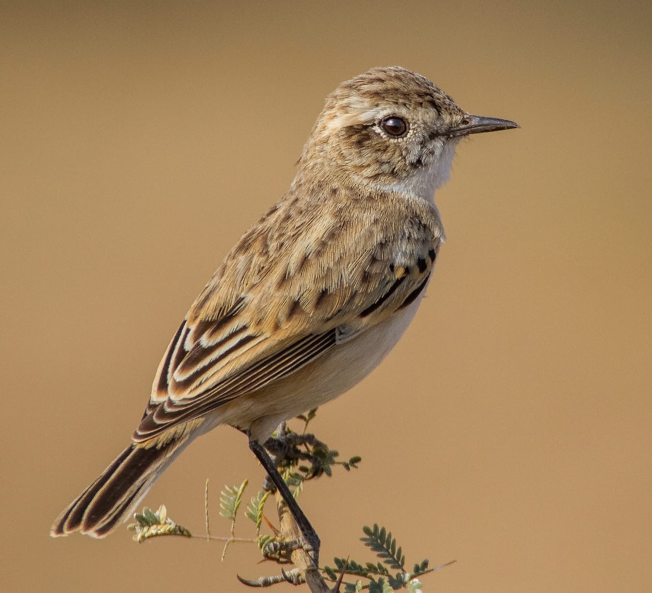 White-browed Bushchat: The Enigmatic Desert Dancer