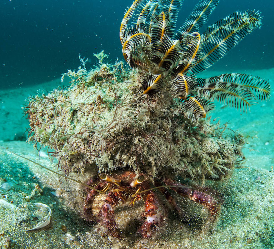 Project Camouflage: Styles and Survival Strategies of Decorator Crabs