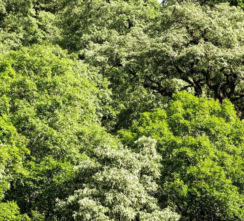 Giant Powerhouses: Secrets of the Himalayan Oak Forests