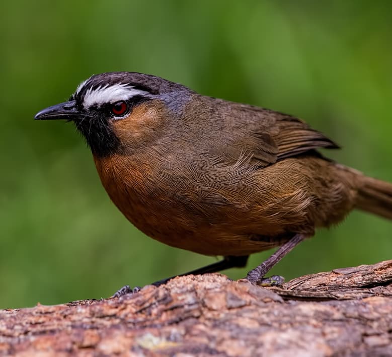 No Laughing Matter: Nilgiri Laughingthrush and its Habitats at Risk