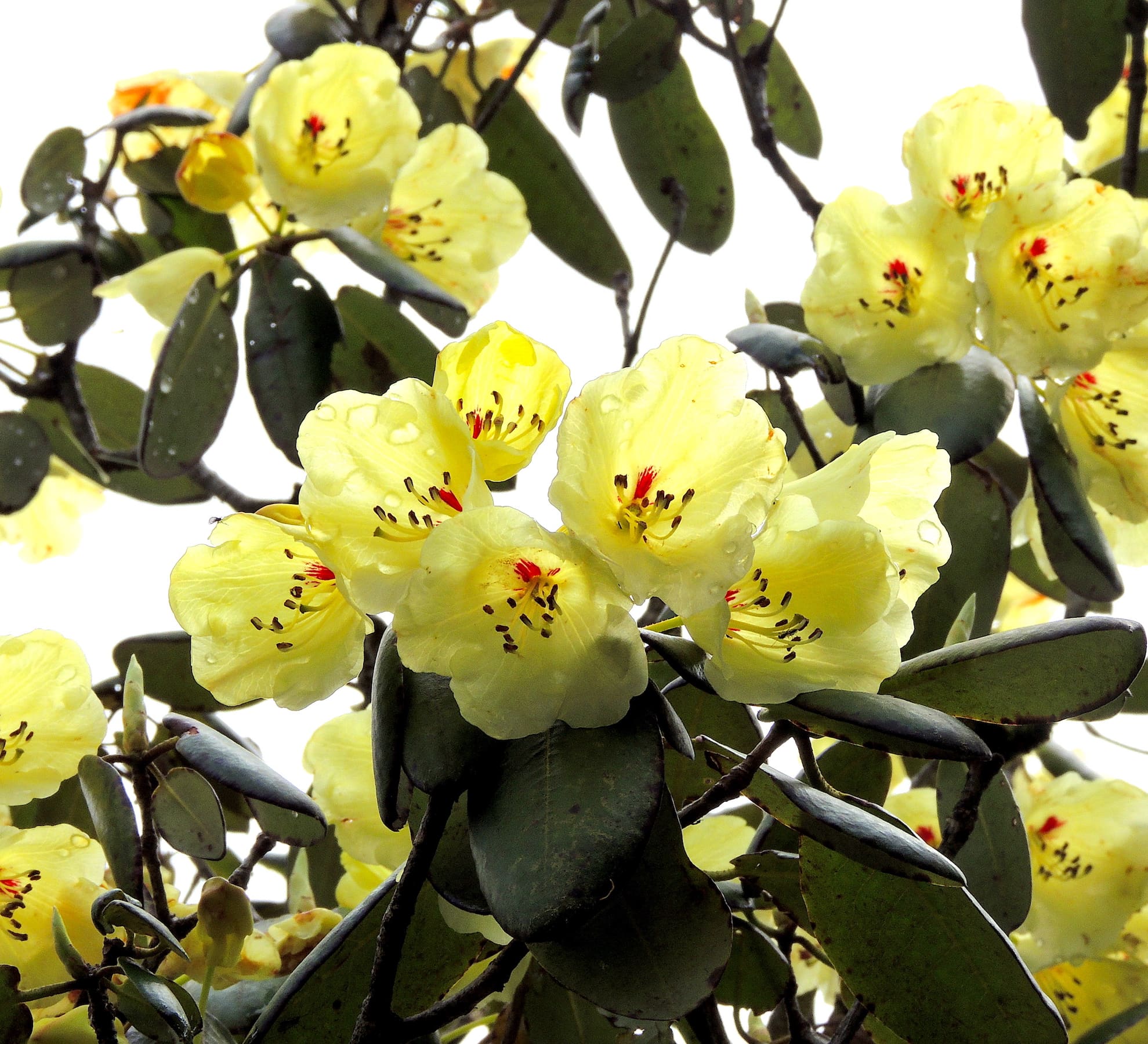 Rhododendrons: Superflowers of the Himalayas