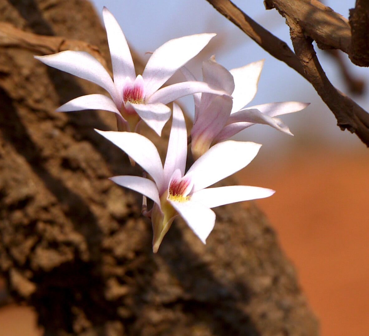 Fallen Flowers Restoring Wild Orchids In The Western Ghats