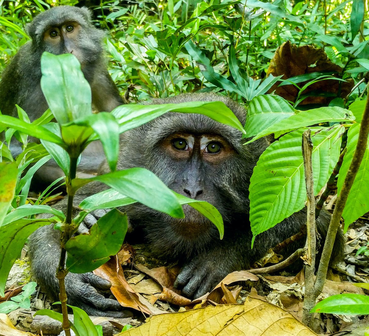 Island Shenanigans: Nicobar Long-tailed Macaques in a Tropical World by the Sea
