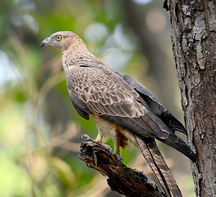 In my Backyard: The Oriental Honey-buzzard