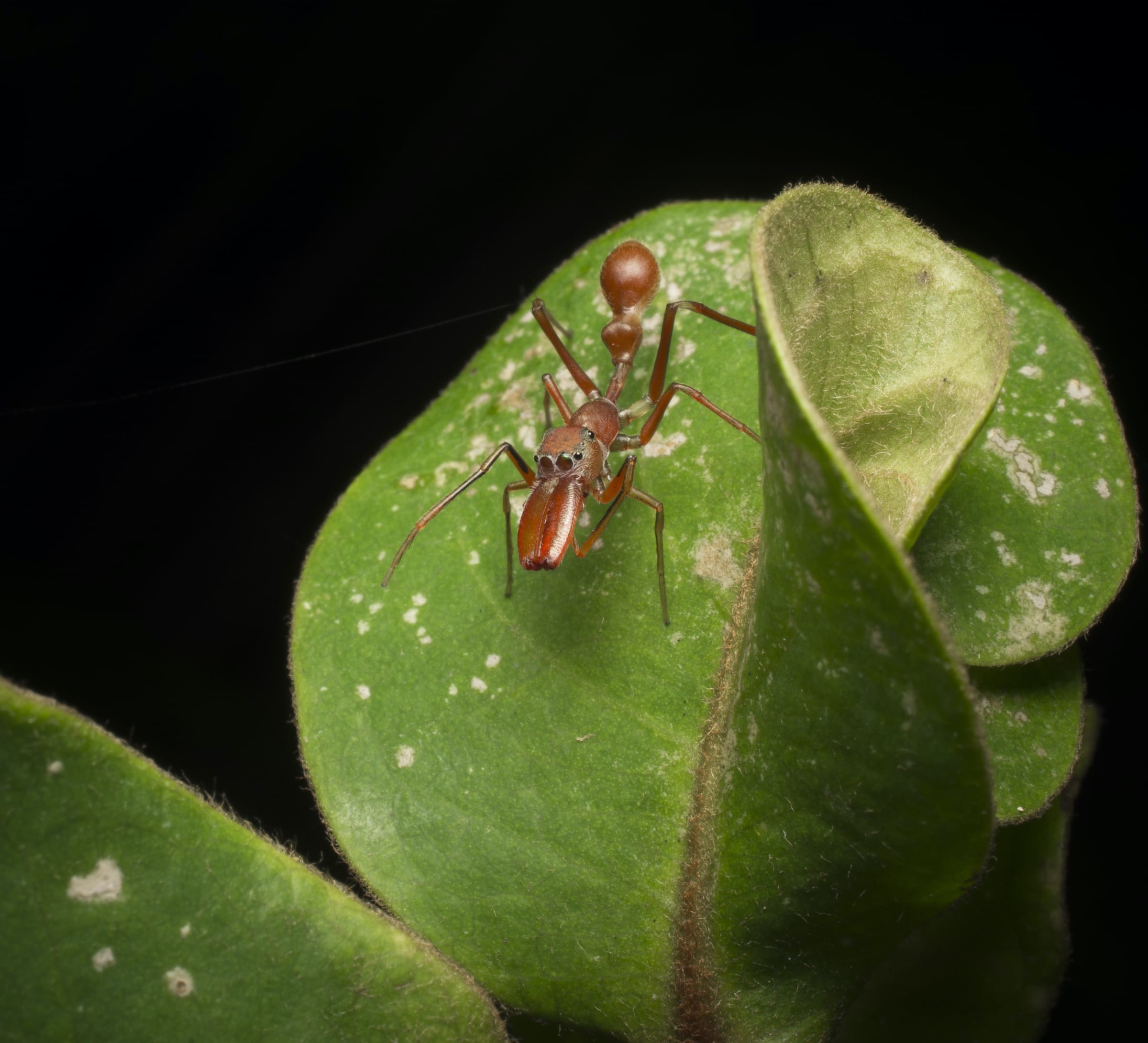 Nest of Deception: When Spiders Mimic Weaver Ants