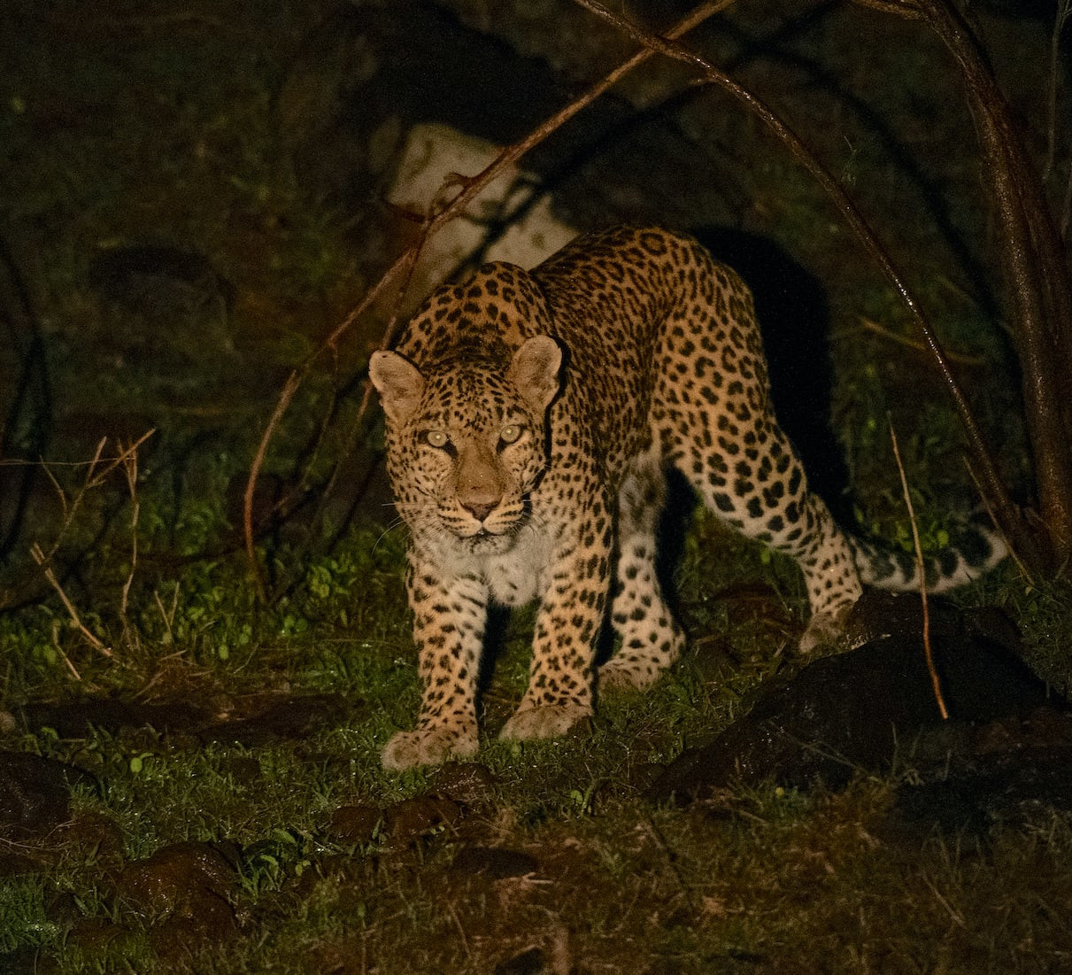 Dark Side: Spotting a Leopard in Panna Tiger Reserve