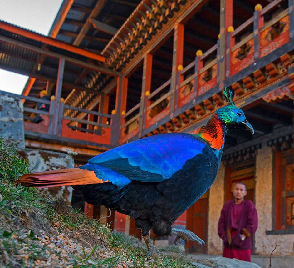 Coexistence with Critters: Lessons in Harmony from Bhutan’s Countryside