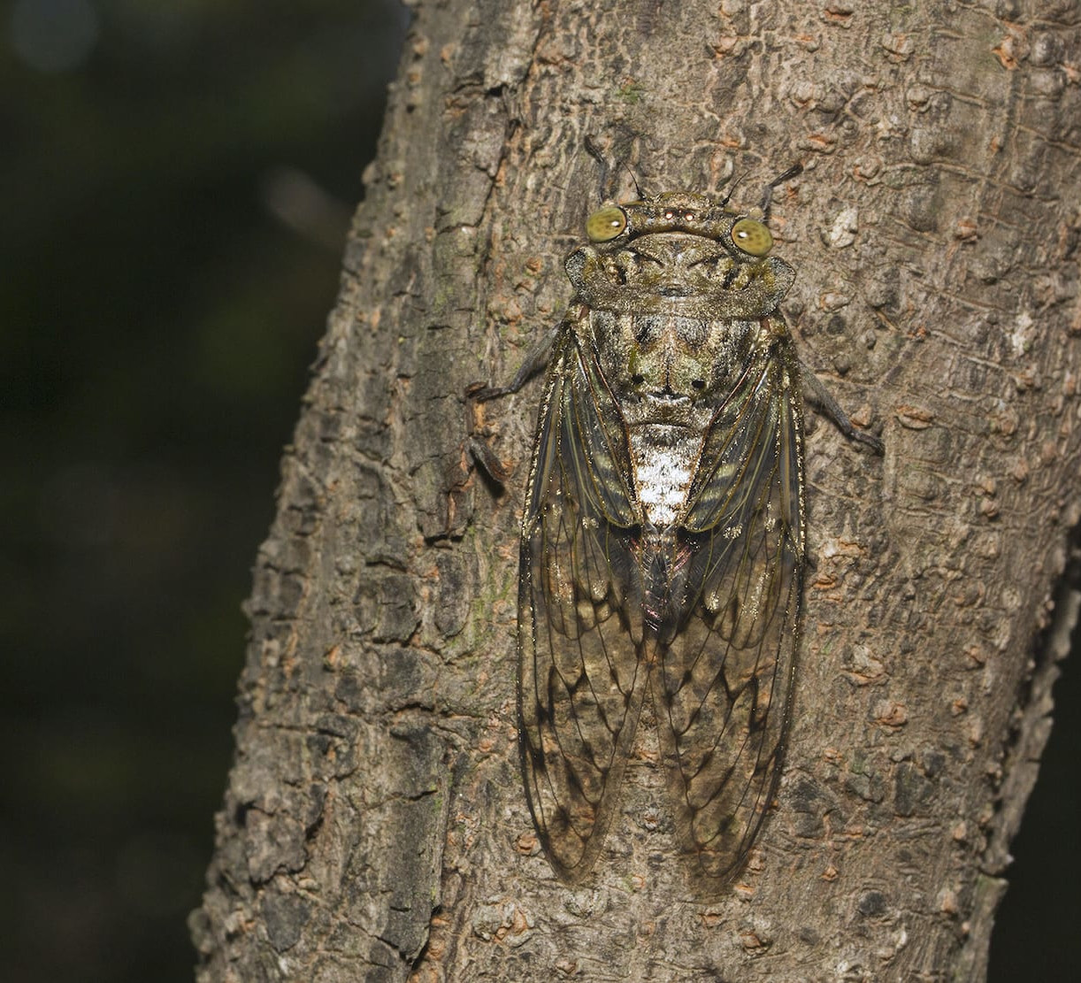 Monsoon Musicians: Songs of the Cicadas