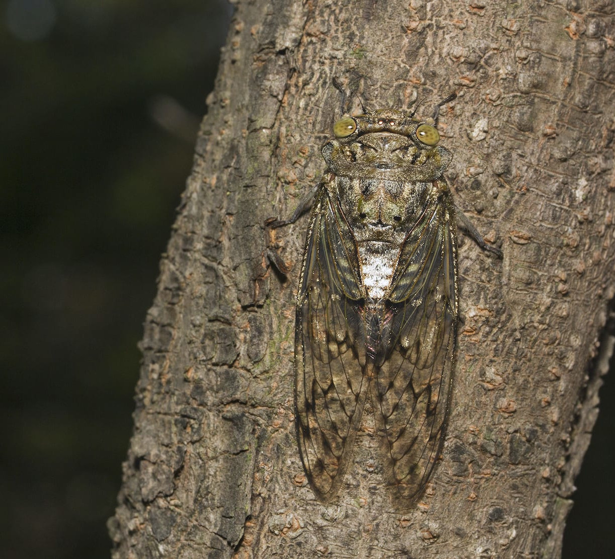 Monsoon Musicians: Songs of the Cicadas | RoundGlass | Sustain