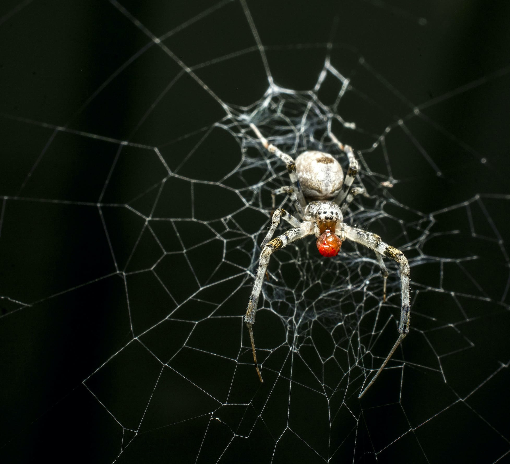 Orb-weaving Spiders in Art and Imagination