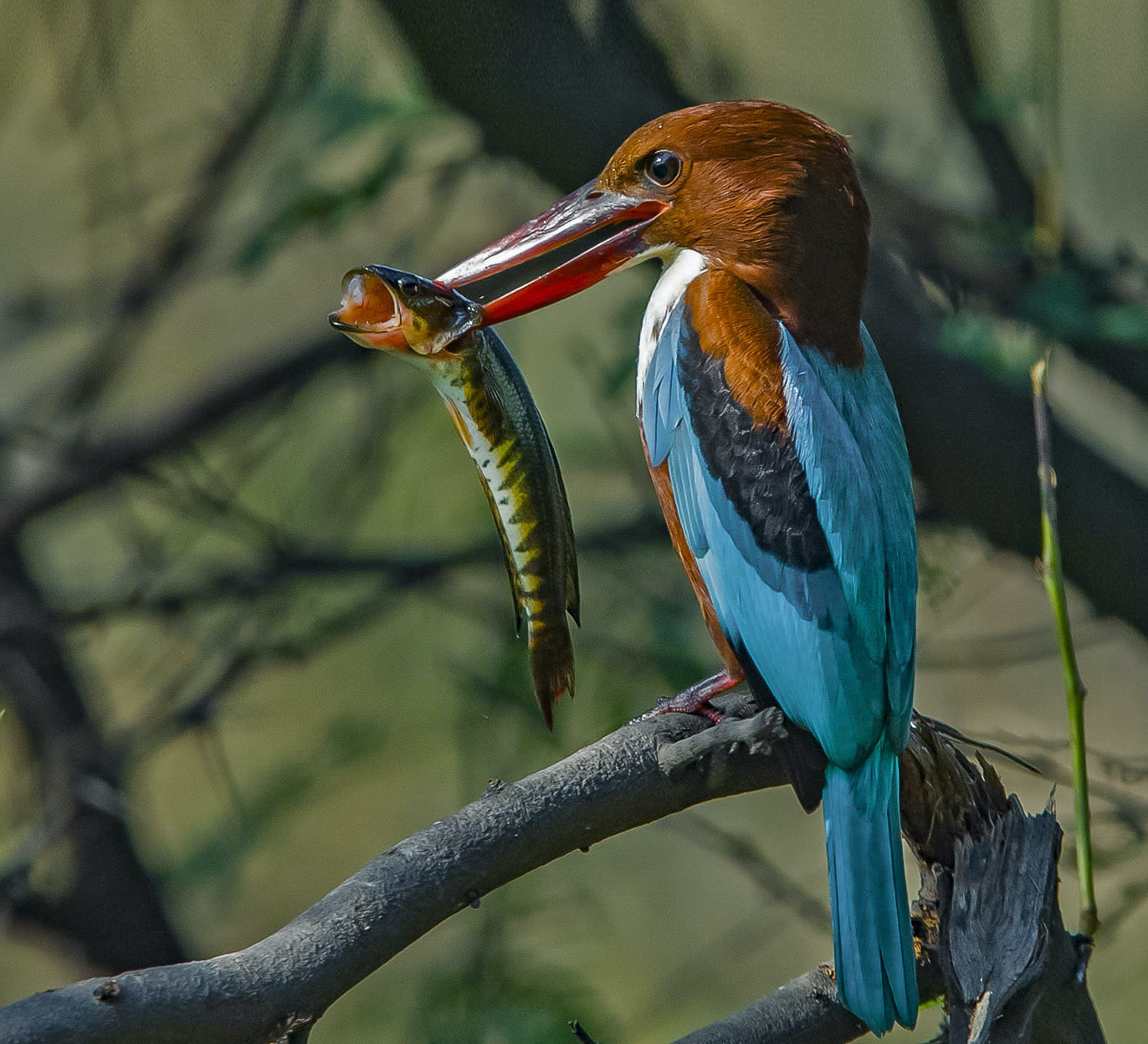 Jewels in the Air: Kingfishers of India