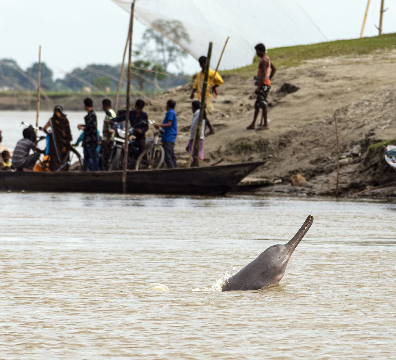 The Conservation Saga of the Ganges River Dolphin