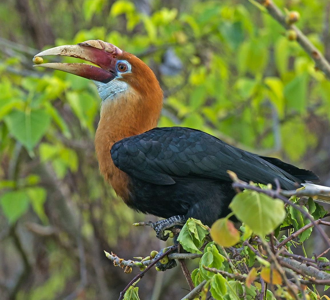 Narcondam Hornbills: Gardeners of their Island Eden
