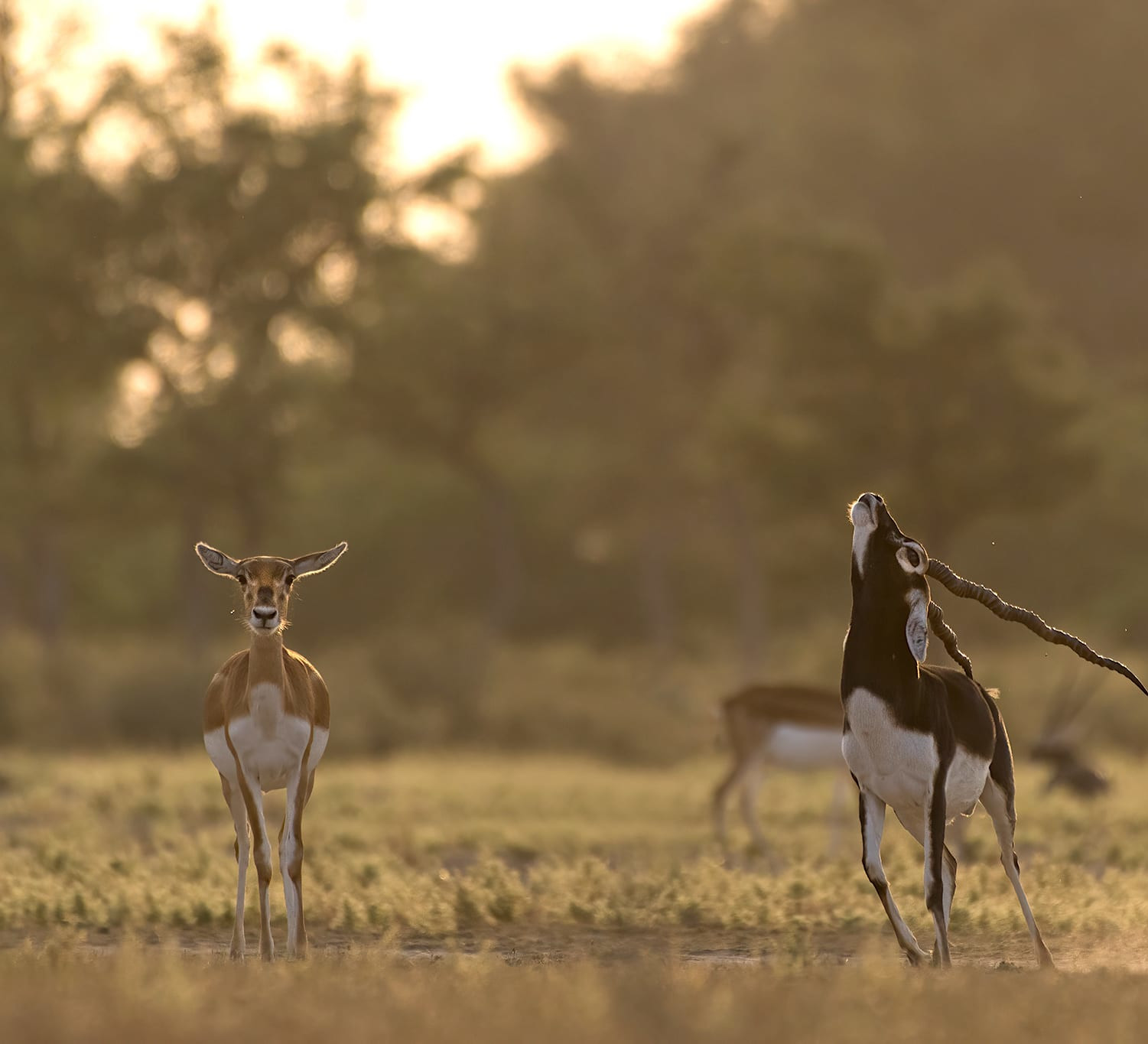Poo to Woo:  How Blackbucks Use Their Dung to Attract Mates