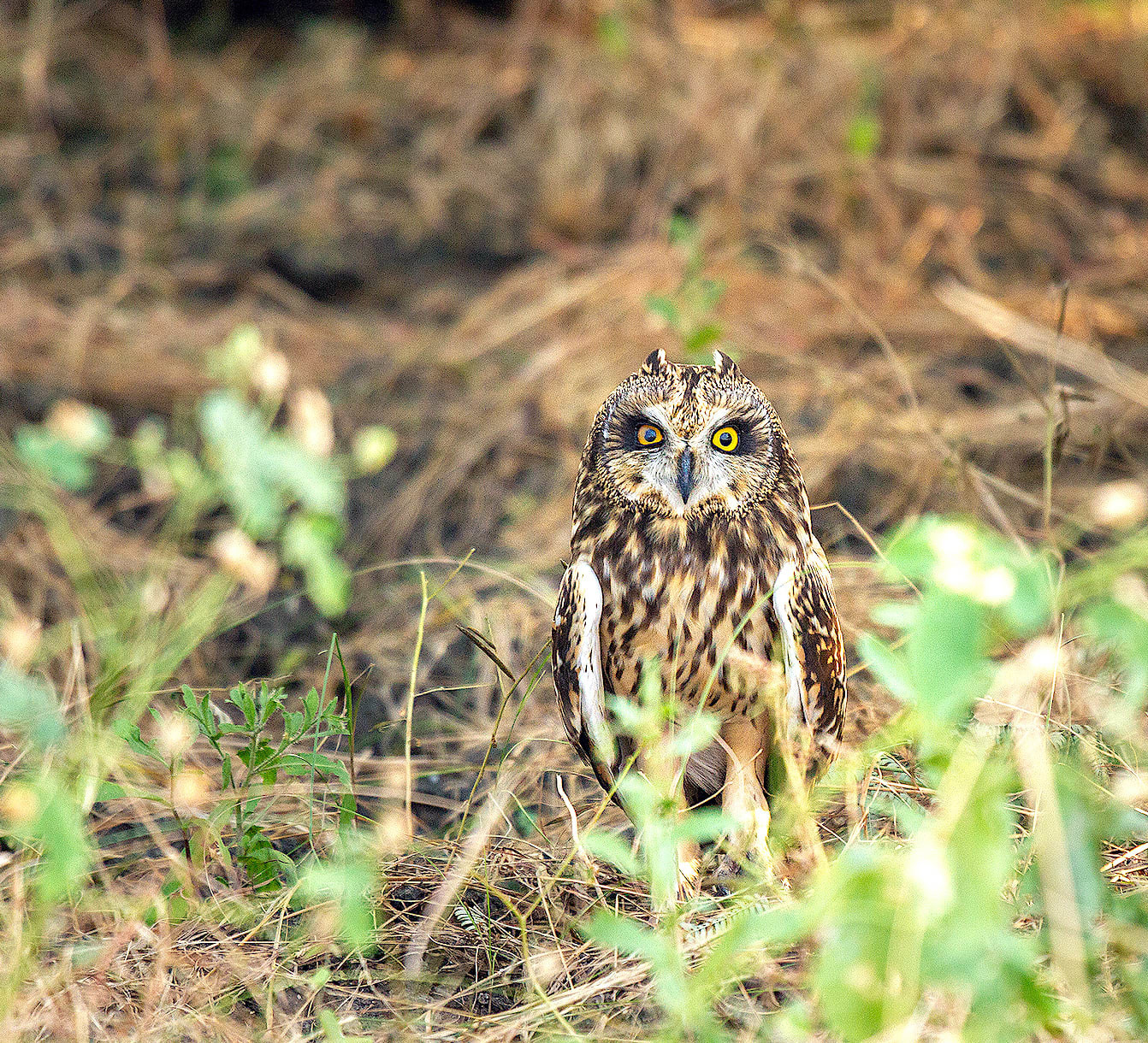 Pussyfooting Parliamentarians: Short-eared Owls in the Little Rann