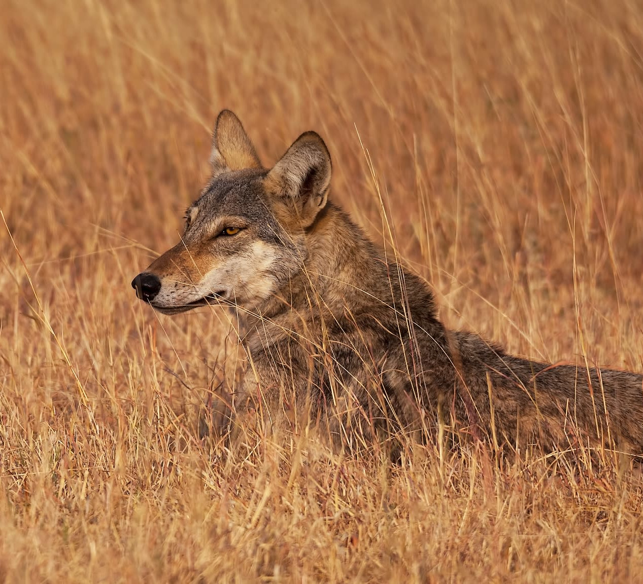 India’s Only Wolf Sanctuary Threatened by Mining | RoundGlass | Sustain