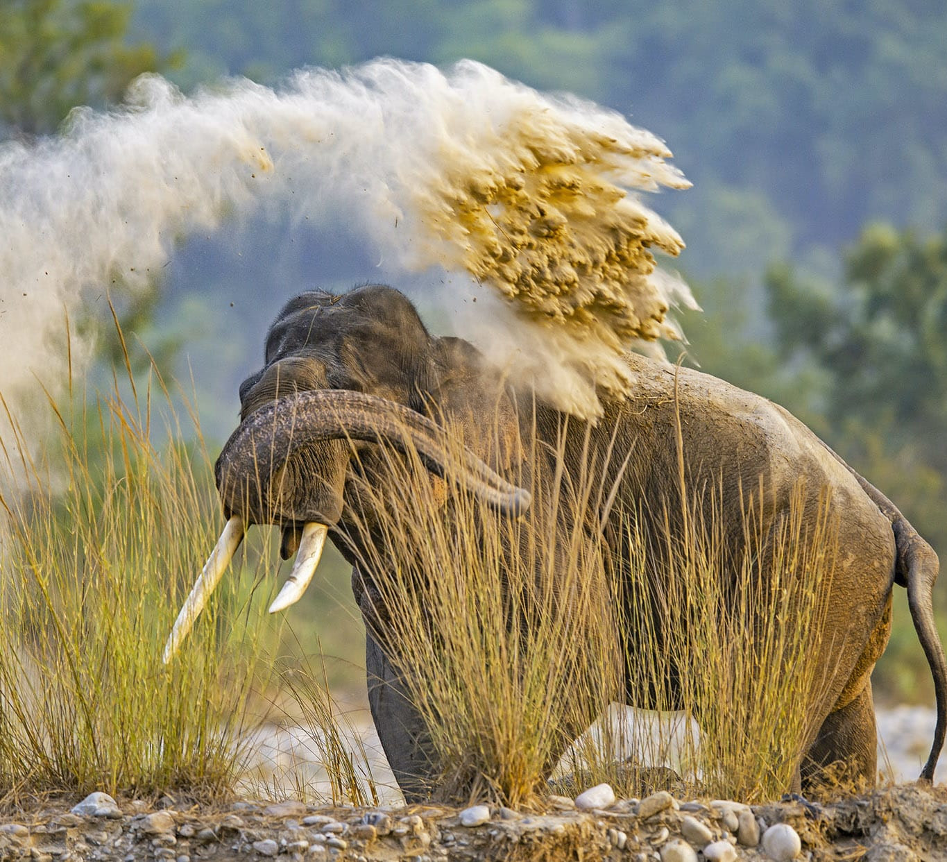 Dominance Effect: The Dynamic Social Lives of Male Elephants