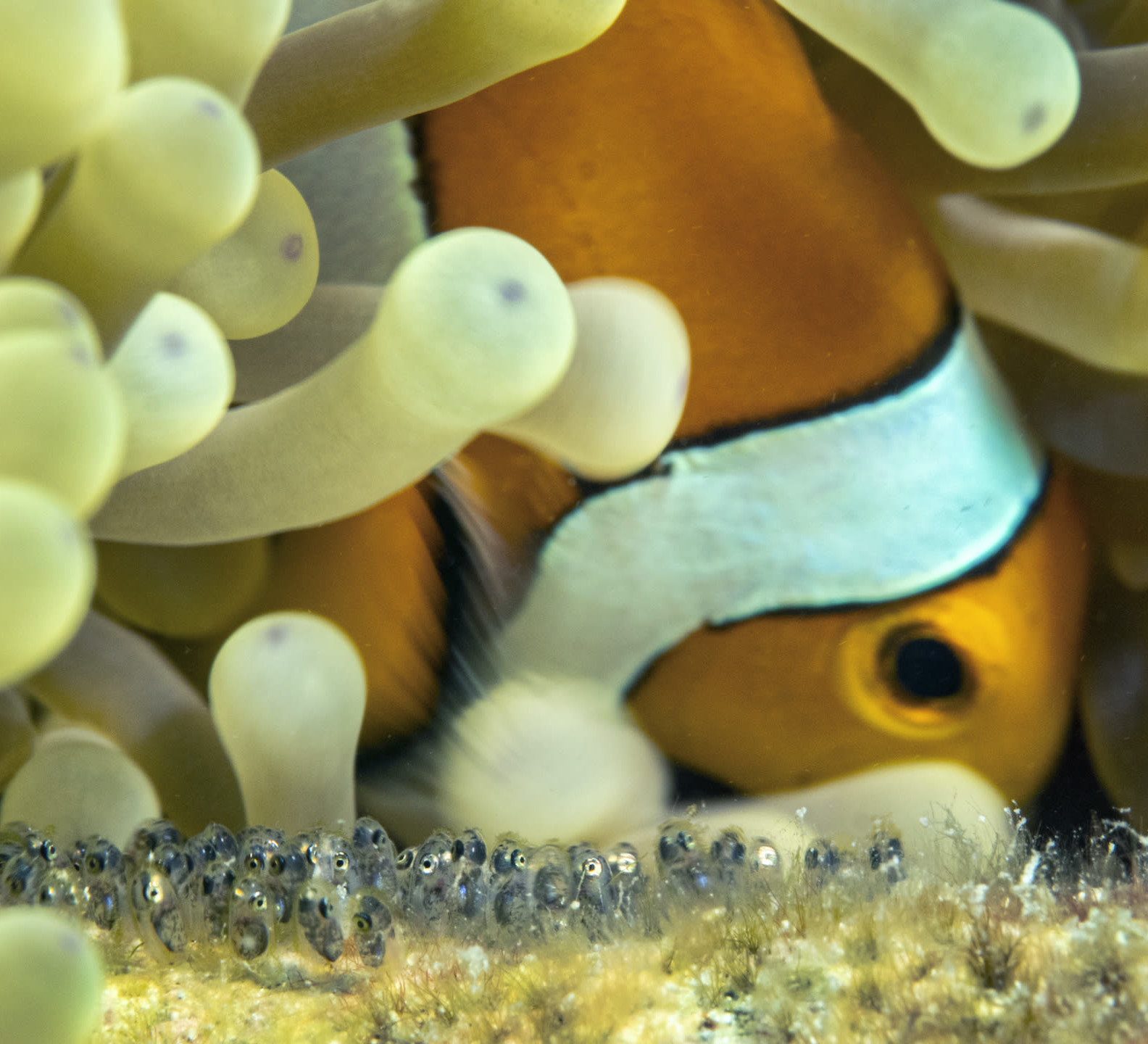 Parenting Lessons From the Sea