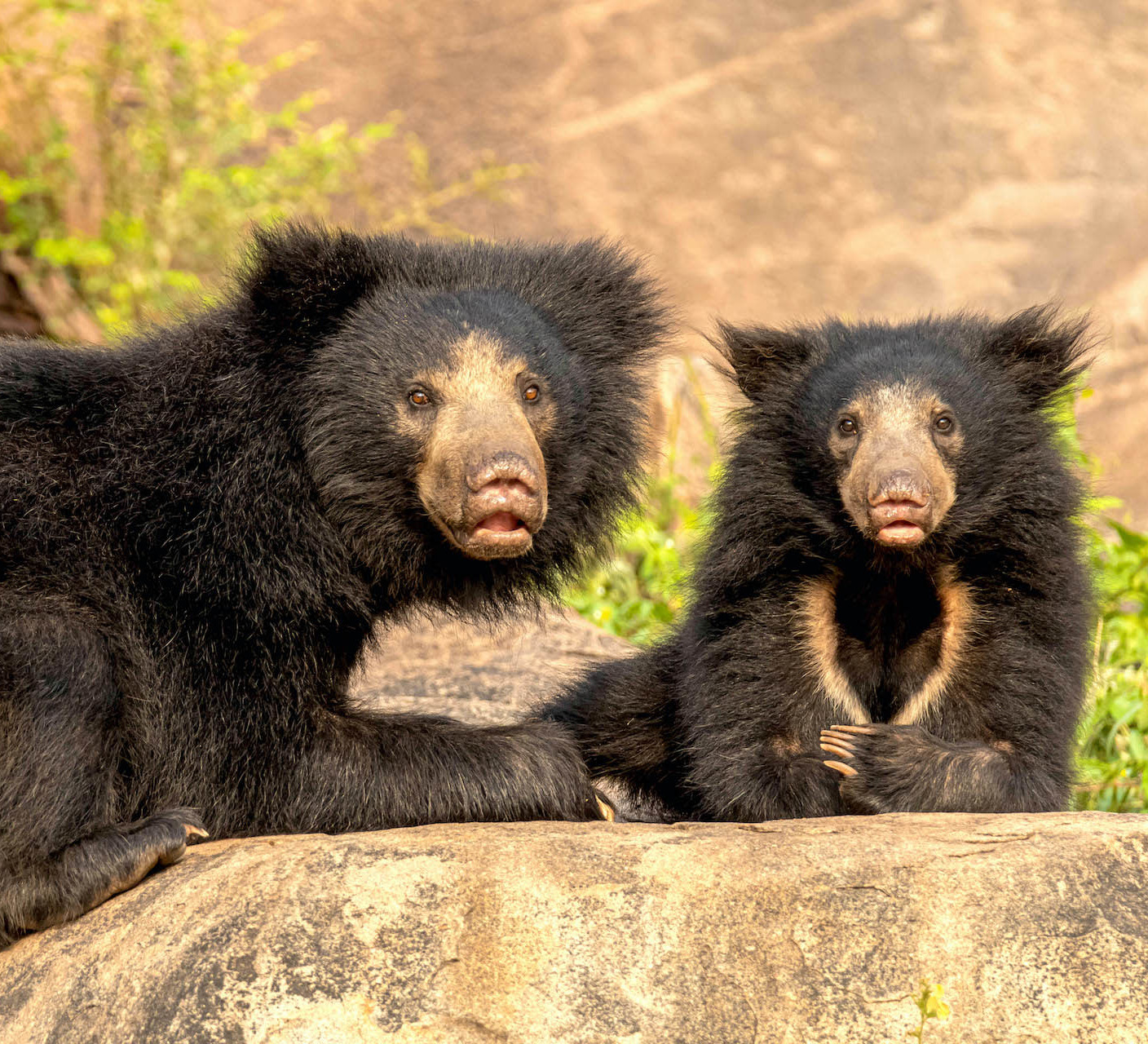 Bare Truth: Why We Need to Save Our Sloth Bears