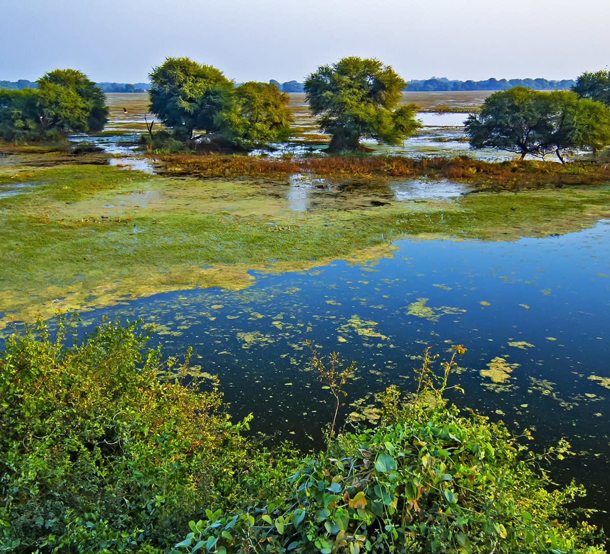 Keoladeo Ghana National Park: Floating Laboratory of Bharatpur