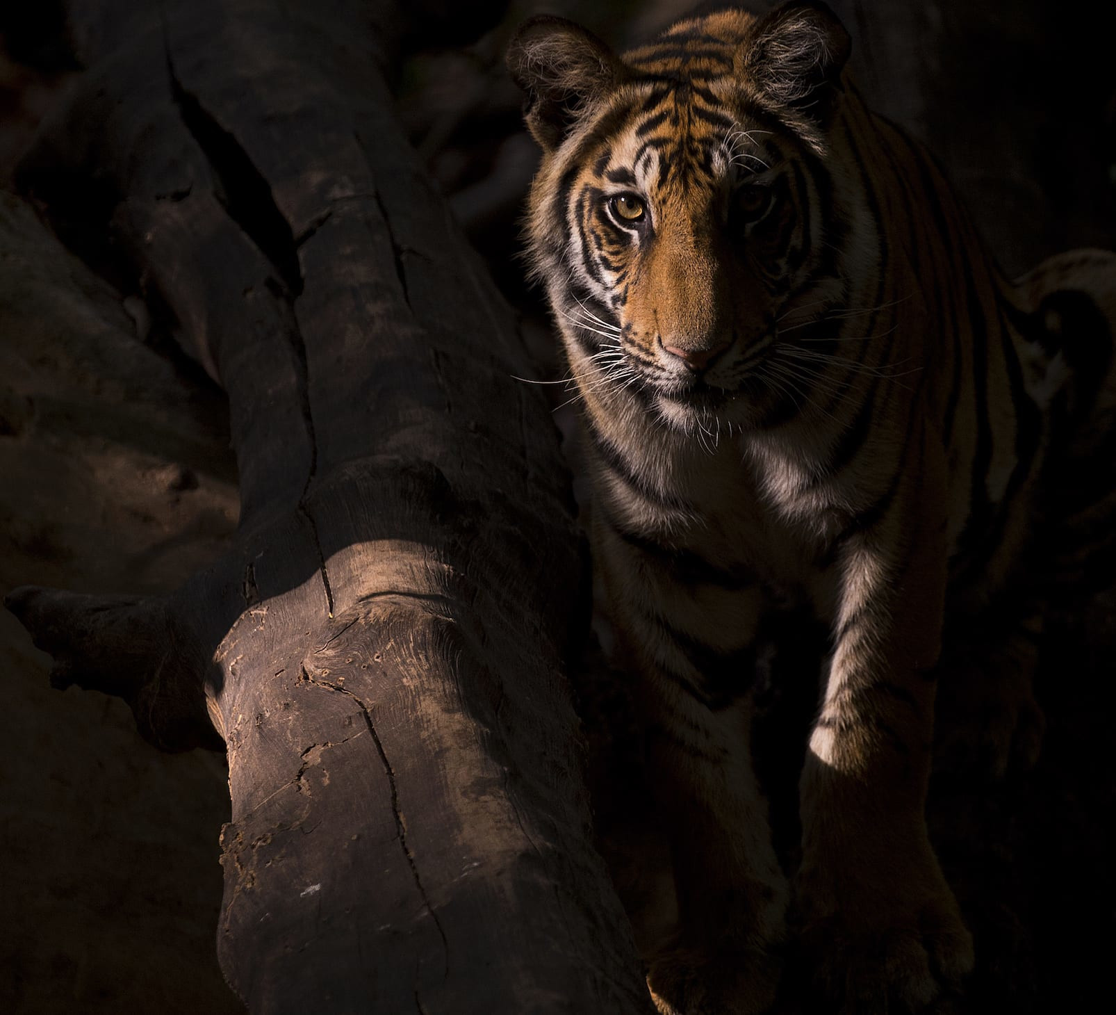 Tiger Story: Lost Stripes of Gujarat