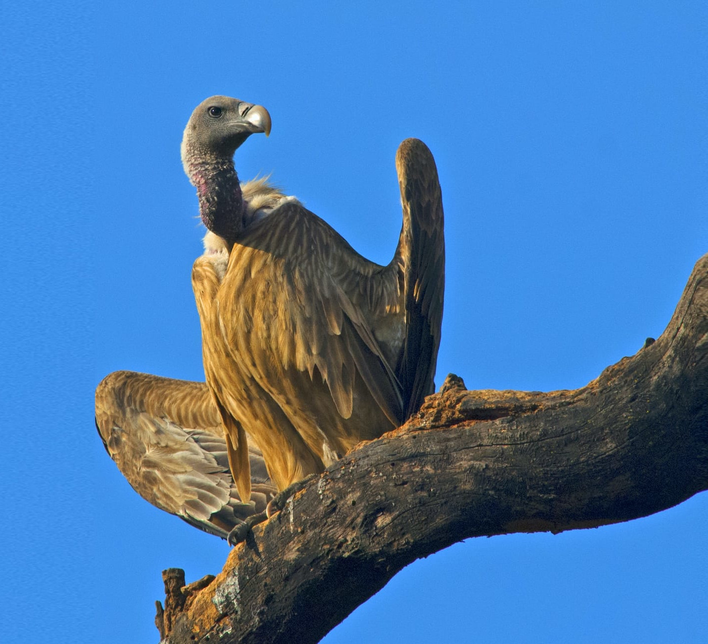 Dizzying Decline of the Indian Vulture