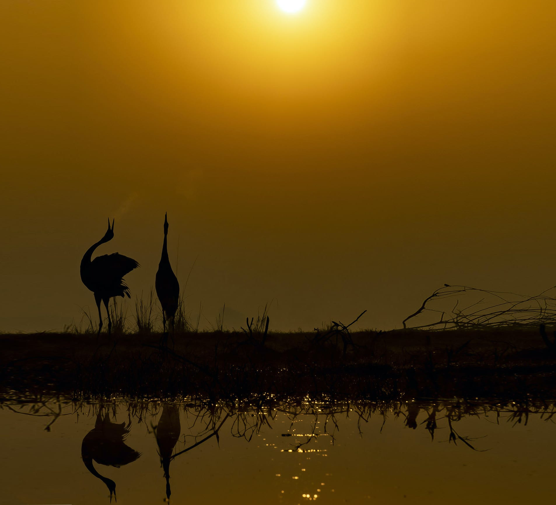 Bharatpur: Memories of an Inveterate Birder