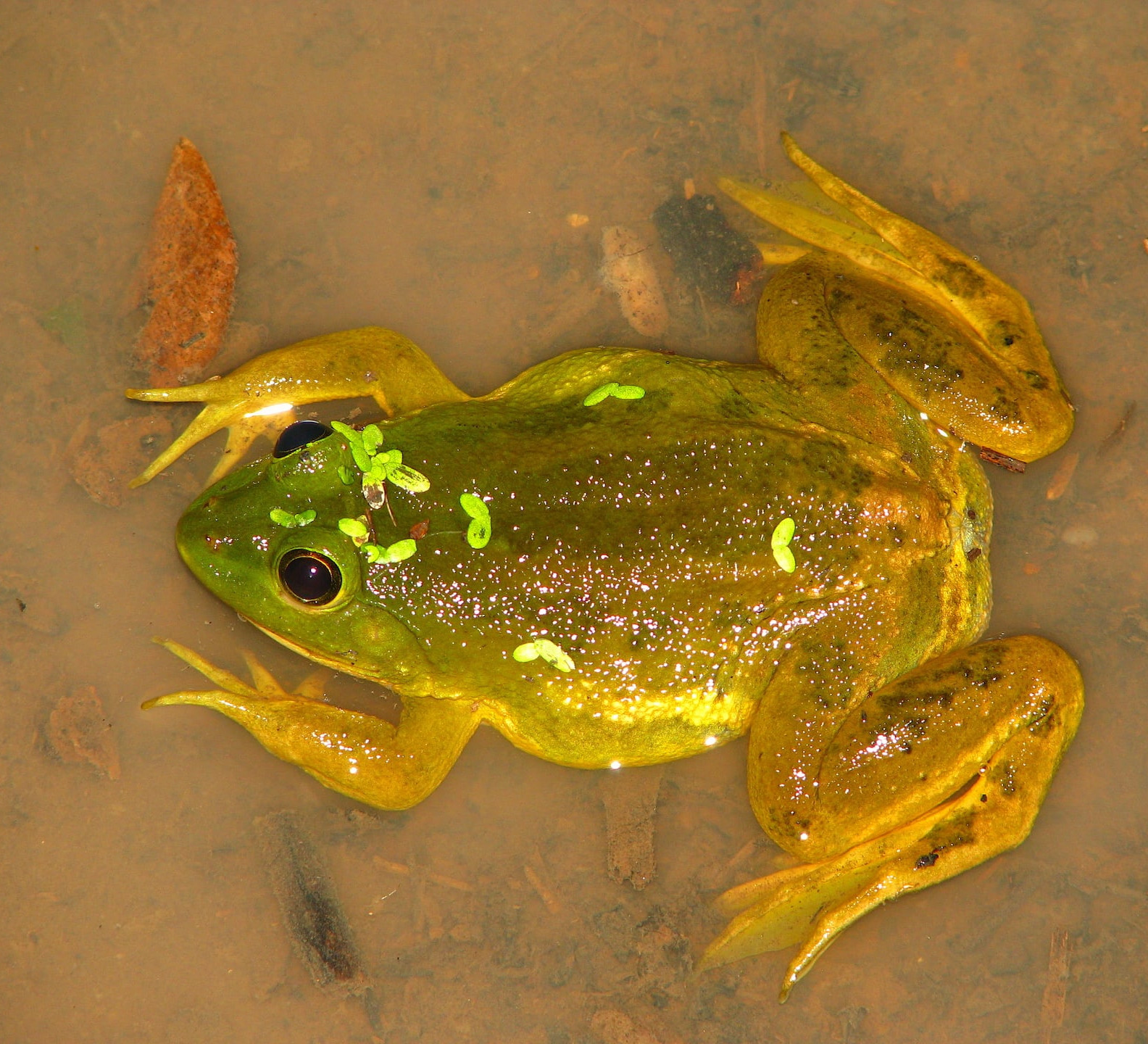 Skittering Frogs: Look Closely, They’re Floating on Water Everywhere