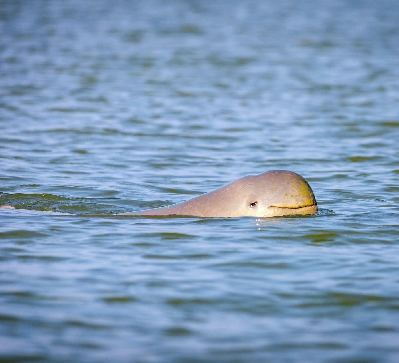 Fishing Friends: Irrawaddy Dolphins and the Fishers of Chilika Lagoon