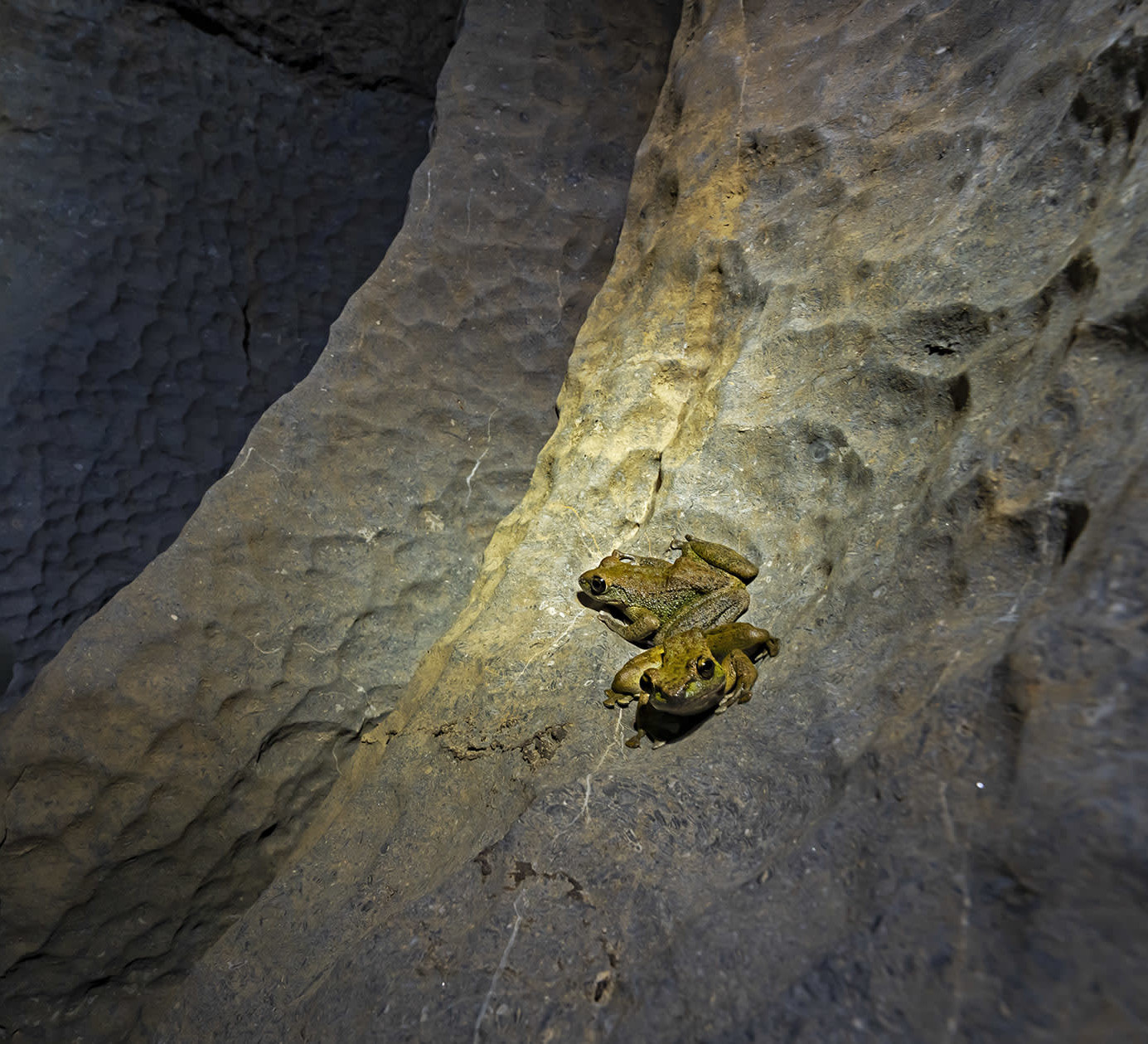 Life Without Light: Creatures of Meghalaya’s Caves