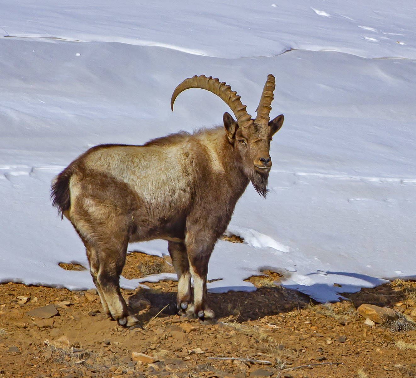How Village Folklore Helps Conserve the Ibex of Pin Valley