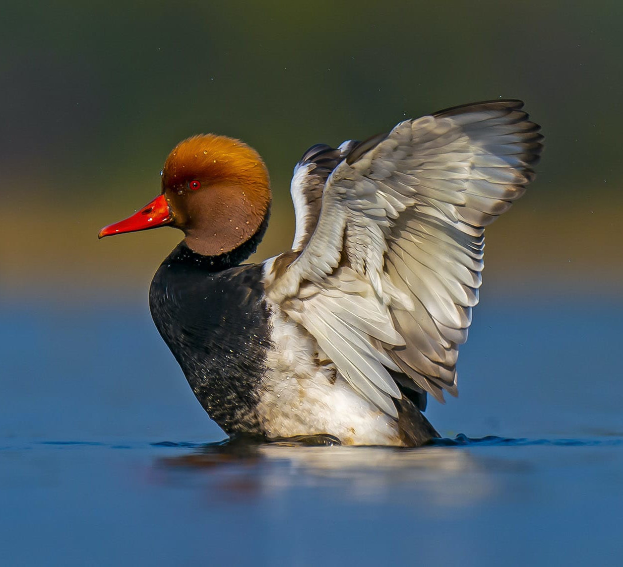 Delightful Ducks: From the Flamboyant to the Austere