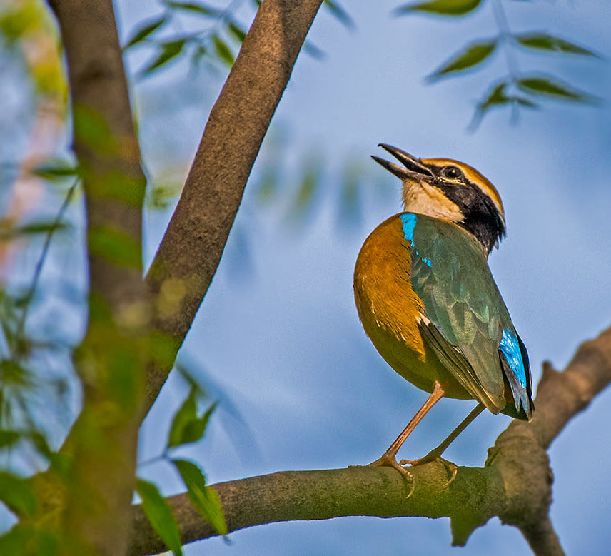 Delhi’s Secret Winter Guests: Small and Chirpy Forest Birds