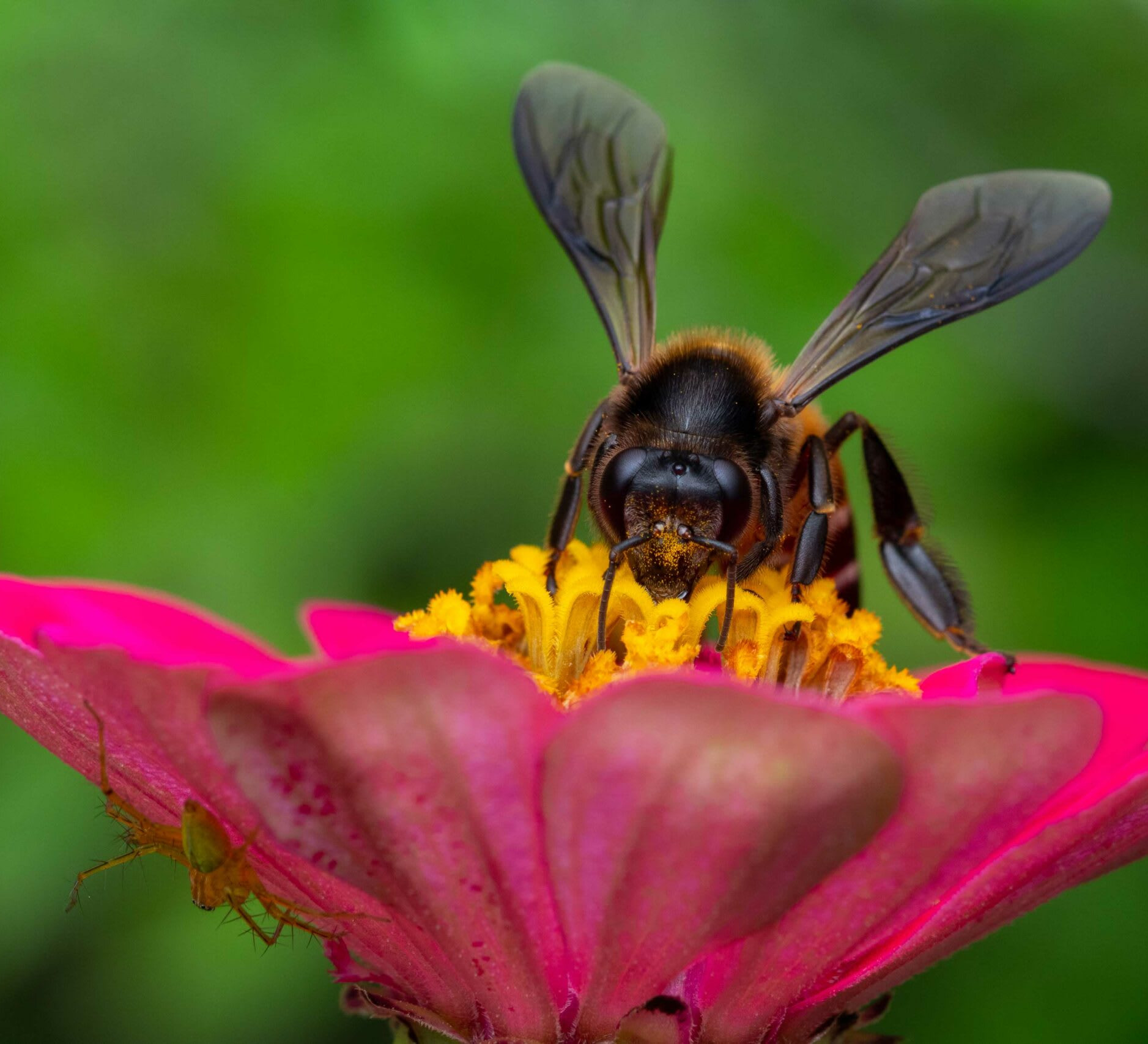 Wild and Free: Where the Rock Bees Roam