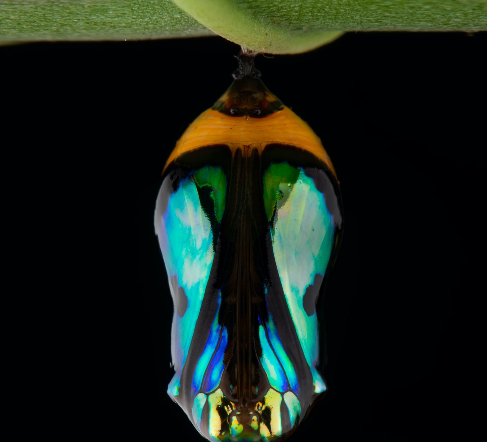 In Stages: Metamorphosis in the Insect World