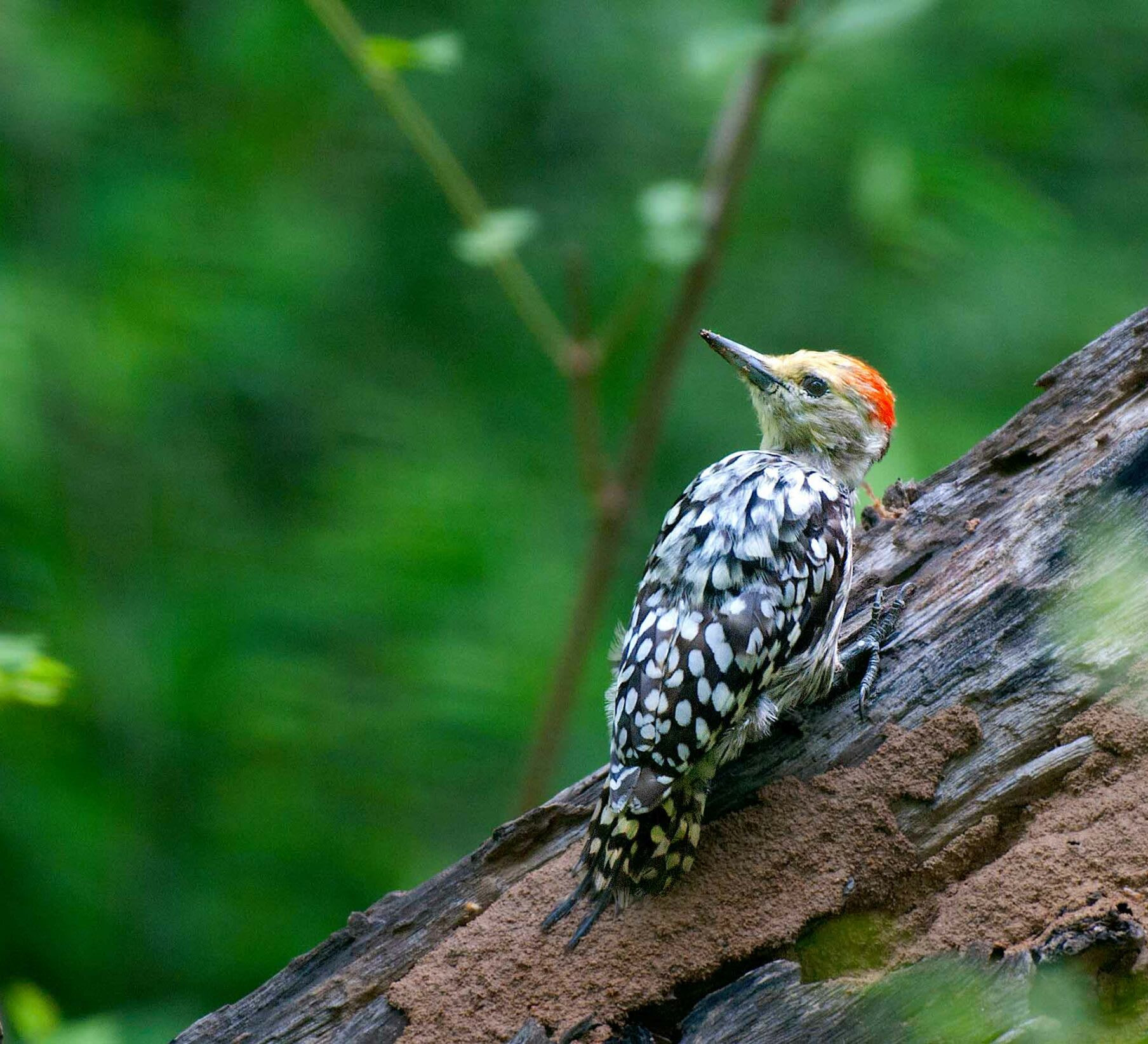 Rhythm and Melody: Birds of the NCR’s Aravallis