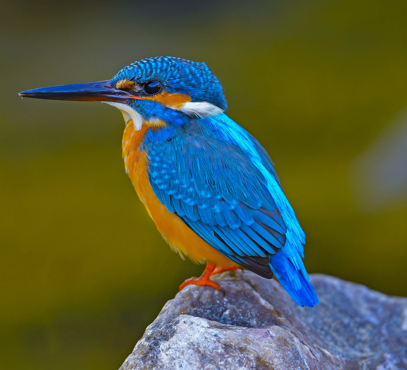 Common Kingfisher: The Bolt of Blue