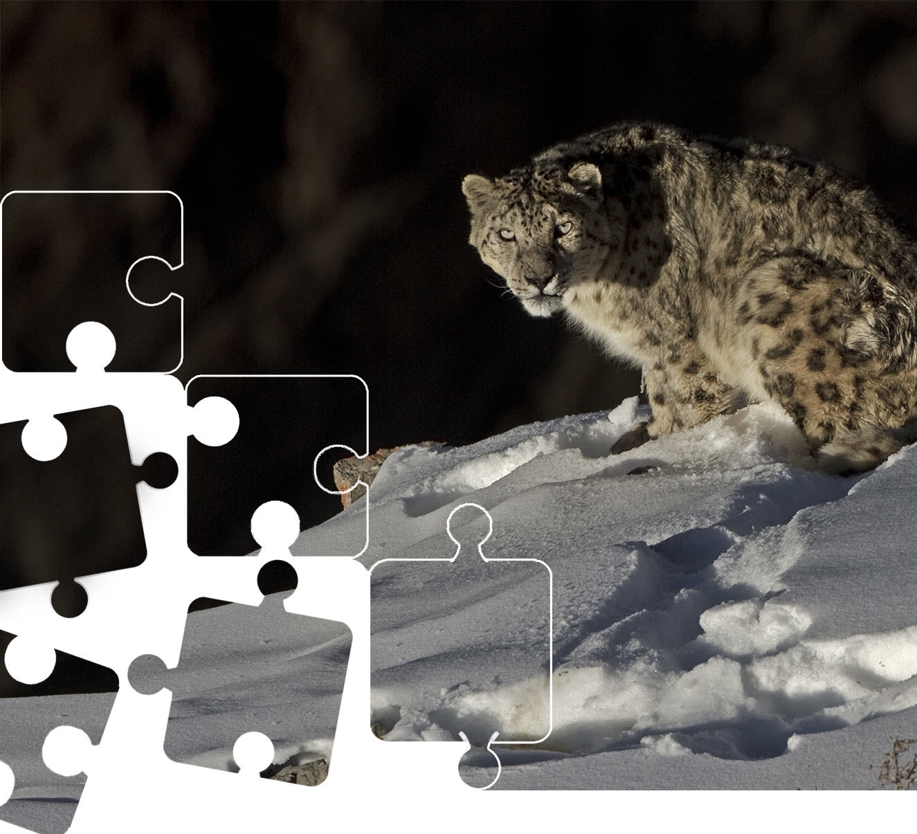Wildlife Puzzle: Snow Leopard