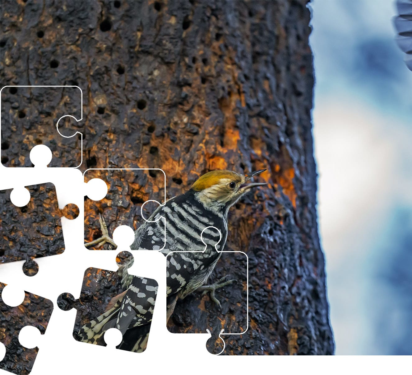 Wildlife Puzzle: Woodpecker